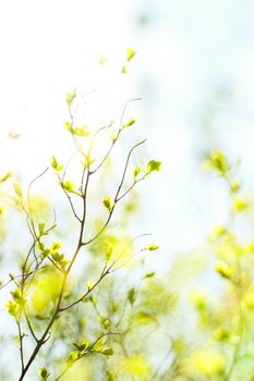 Natural environment, botanical textures and bioenergy concept - Green leaves in springtime, nature background