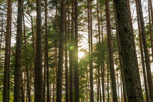 the sun peeks through the trunks of trees in the forest. the tranquility and silence of nature