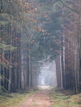 Foggy day in the forest in The Netherlands, Speulderbos Veluwe.