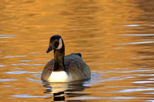 beautiful goose and swan on blue lake water in sunny day during summer, swans on pond, nature series in the park birmingham uk