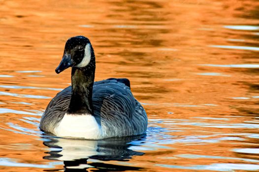 beautiful goose and swan on blue lake water in sunny day during summer, swans on pond, nature series in the park birmingham uk