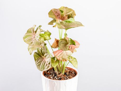 Beautiful pink Syngonium houseplant in white pot over grey background. Syngonium podophyllum Pink Allusion potted plant from the Araceae family 