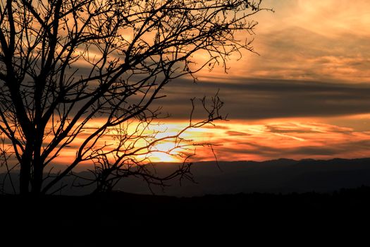 Sunset orange landscape with a tree silhouette in Maians in Barcelona