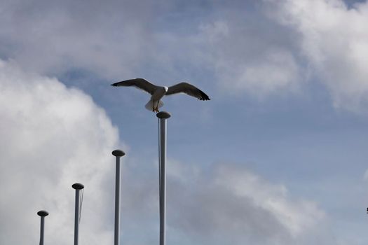 A seagull landing on a mast and a cloudy sky in the background