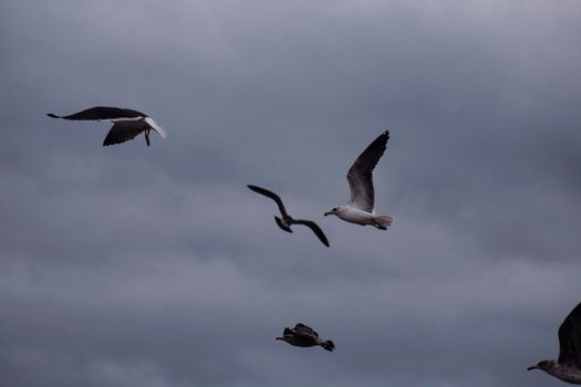 Some seagulls flying in the cloudy sky