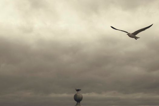 A seagull flying in the cloudy sky