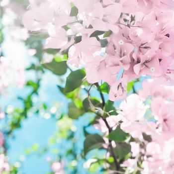 Blooming beauty, wedding invitation and nature concept - Pastel pink blooming flowers and blue sky in a dream garden, floral background