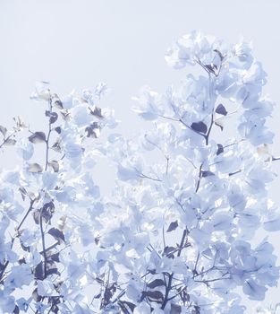 Flower background, spring nature and botanical beauty concept - Blue floral composition