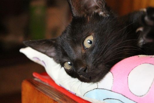 A black kitten lies on a pillow and looks into the camera, a pet. High quality photo