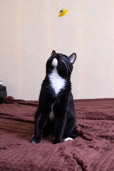 Black kitten with a dandelion on the bed close up