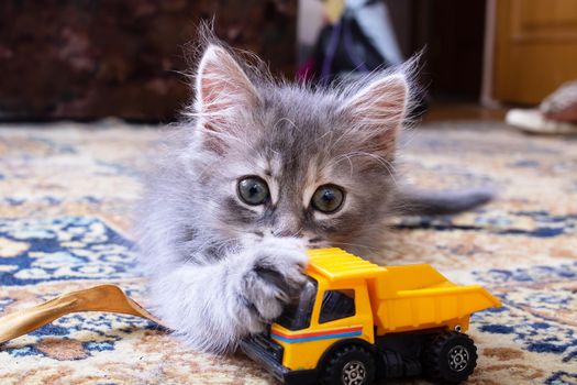 Gray kitten playing with a carclose up
