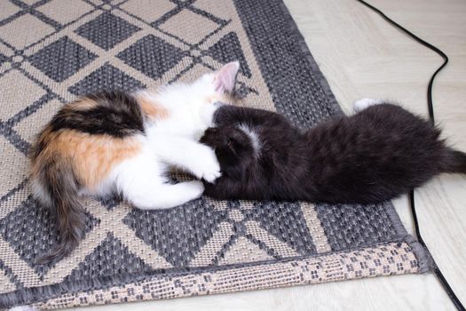 Two little kittens playing on the carpet close up