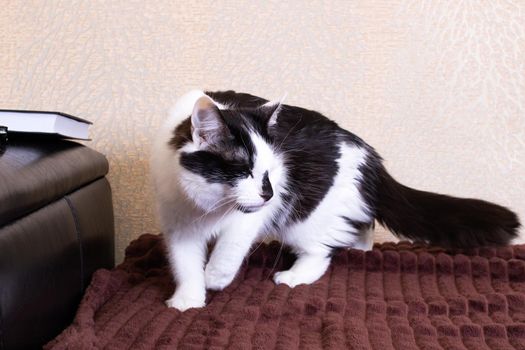 Black and white fluffy cat walks on the couch close up