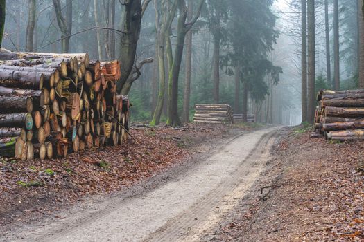 Cutted wood in the forest of The Netherlands, Speulderbos, Veluwe.