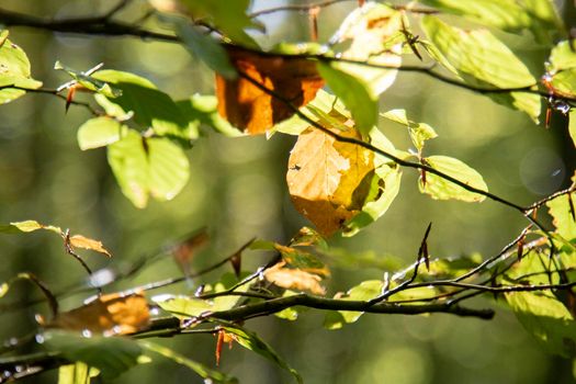 Some leaves in a branch in a backlight picture