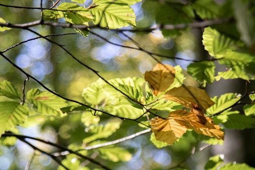 Some leaves in a branch in a backlight picture