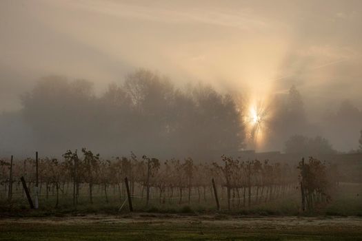 Foggy morning and the sun over a vineyard and some trees in the background in Raimat