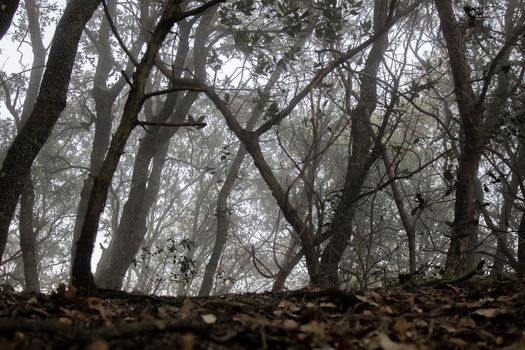 Foggy dark forest with trees and leaves on the floor