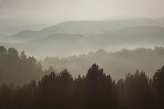 Misty landscape showing some trees and layers of mountains under the fog