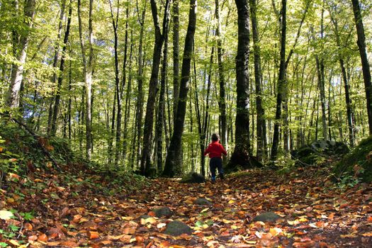 A kid walking among some tall trees and a big amount of leaves on the floor in a forest in autumn