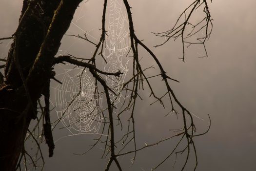 A spiderweb among some branches of a tree in front of the fog that covers the foreground