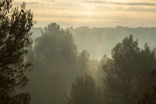 Beautiful landscape showing some trees among the fog