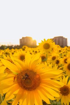 Field full of sunflowers over cloudy blue sky and bright sun lights. Vertical photo. Evening sun rays automn landscape.