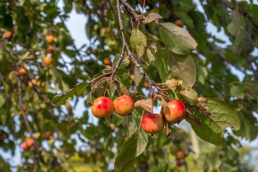 Crab apple tree for colour and form in garden. Red apple Fruits, also known as red Christmas apple, close up.