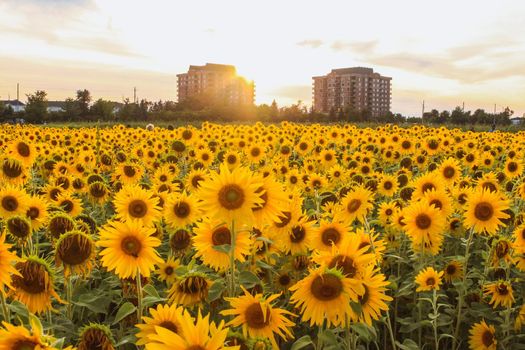 Field full of sunflowers over cloudy blue sky and bright sun lights. Evening sun rays automn landscape.