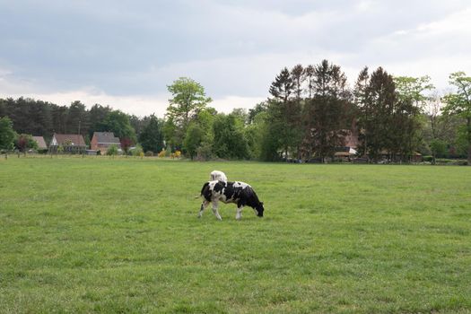 a group of beautiful multi-colored spotted black and white cows graze in a corral on green grass, a rural landscape in a village on the outskirts of the city, farming. High quality photo