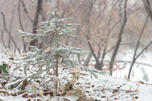 Little cute Christmas tree spruce is covered with snow on hillside in forest, first snowfall, winter landscape in woodland