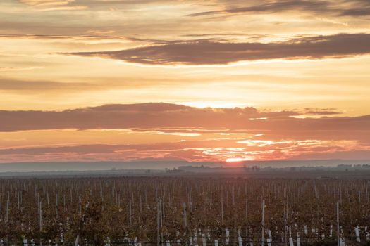 Landscape showing vineyards under a sunset cloudy and orange sky in Raimat Catalonia