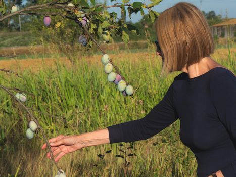 elegant lady picking plums and peaches in a farm during summer