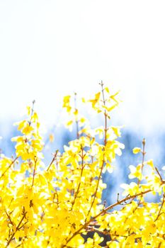 Nature in spring, wedding invitation and floral composition concept - Beautiful yellow flowers and blue sky as background