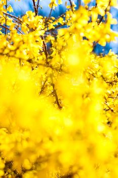 Nature in spring, wedding invitation and floral composition concept - Beautiful yellow flowers and blue sky as background