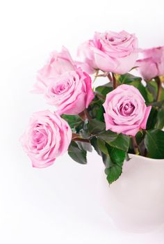 Rose flower with clipping path, side view. Beautiful roses on stem with leaves isolated on white background.