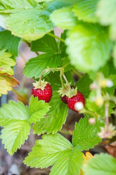 Image of Harvesting of fresh ripe big red strawberry fruit at the garden backyard