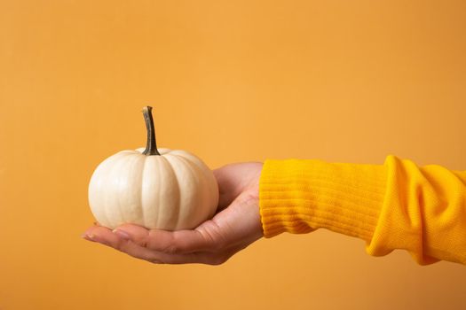 A small decorative white pumpkin in a woman's hand in a sweater on an orange background.