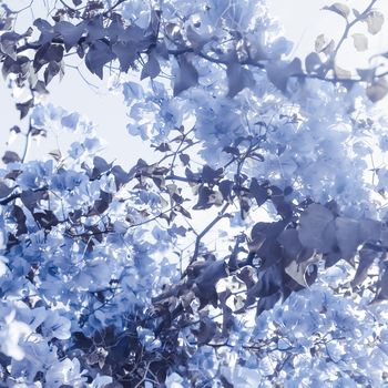 Flower background, spring nature and botanical beauty concept - Blue floral composition