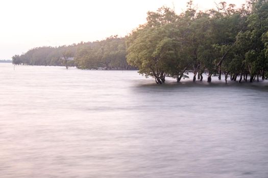 Long exposure of  calm sea on horizon at dusk at mangrove forest natural retaining dam protection environment.