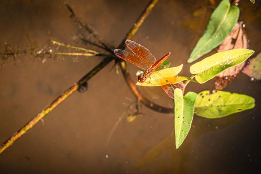Dragonfly hold on dry branches and copy space .Dragonfly in the nature. Dragonfly in the nature habitat. Beautiful nature scene with dragonfly outdoor