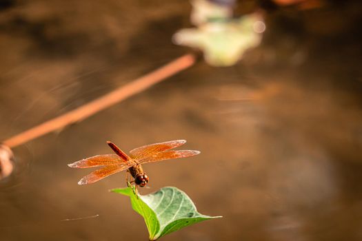Red Dragonfly hold on green leaf and copy space .Dragonfly in the nature. Dragonfly in the nature habitat. Beautiful nature scene with dragonfly outdoor