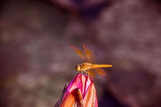 Dragonfly hold on dry branches and copy space .Dragonfly in the nature. Dragonfly in the nature habitat. Beautiful nature scene with dragonfly outdoor