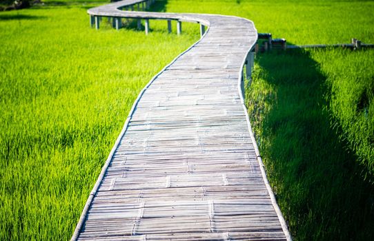 Curve Bamboo Bridge. Curved wooden bridge at park in paddy field.