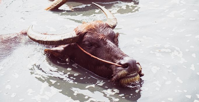 The Asian Wild Water Buffalo or Bubalis arnee. a large bovine native to the Indian subcontinent and Southeast Asia in water