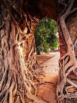 Ancient temple gate in phra ngam. The roots of trees and the gates of ayutthaya