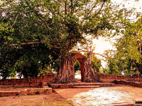 Ancient temple gate in phra ngam. The roots of trees and the gates of ayutthaya