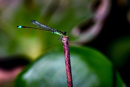 Dragonfly hold on dry branches and copy space. Dragonfly in the nature habitat wildlife. Beautiful nature scene with dragonfly outdoor.