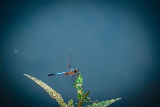 Blue Dragonfly hold on green leaf tree and copy space .Dragonfly in the nature. Dragonfly in the nature habitat. Beautiful nature scene with dragonfly outdoor