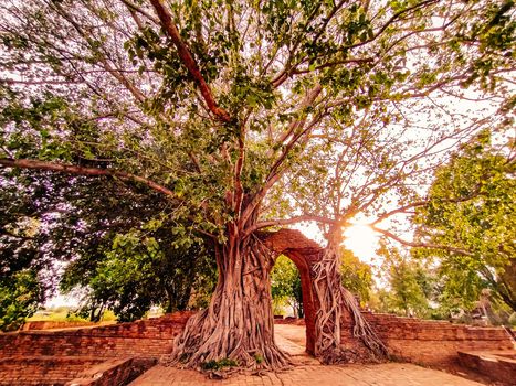 Ancient temple gate in phra ngam. The roots of trees and the gates of ayutthaya